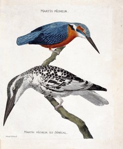 Zoologische kaart (ornithologie): van boven naar beneden: IJsvogel (ijsvogel van Europa of alcedo atthis) en ijsvogel van Senegal (ijsvogel pie of Ceryle rudis). Illustratie in "De Geschiedenis van de Vogels, Geschilderd in Hun Verschijning en Gevoelige As door Francois Nicolas Martinet