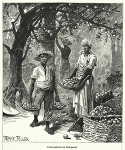 Perzikplukkers in Madagaskar (gravure)