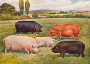 Varkensrassen, ca. 1902-1910 door Frank Babbage