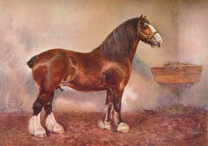 Clydesdale hengst Prins van Albion, ca. 1900-1910