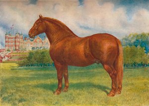Suffolk hengst Prince Wedgwood, ca. 1902-1910