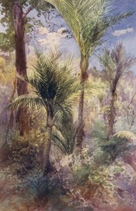 Nieuw-Zeeland: Nikau Palmen door Frank H Wright