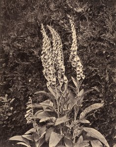 Vingerhoedskruid, ca. 1860s door Frank Mason Good