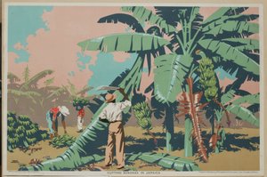 Bananen Snijden in Jamaica door Frank Newbould