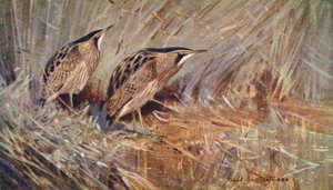 Wildlife in Oost-Anglia: Gewone Roerdompen