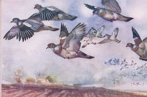 Houtduiven in vlucht, illustratie uit Wild Nature & Country Life gepubliceerd door Hodder & Stoughton, ca. 1910