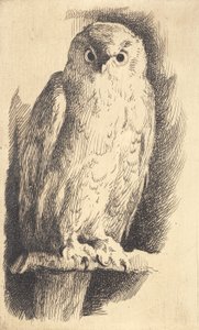 Proefplaat: een uil