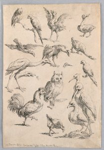 Assortiment van Vogels, uit de 