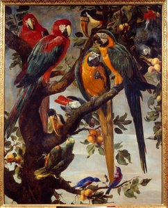 Papegaaien en andere vogels door Frans Snyders