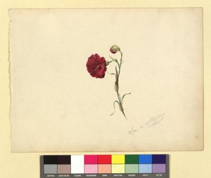 Nelke door Franz Alt