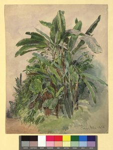 Schönbrunn - Plantenstudie door Franz Alt