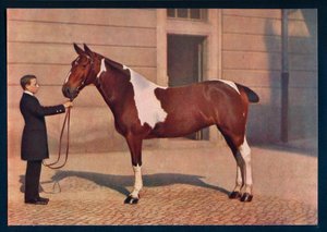 Een foto van een paard genomen met een Zeiss Tessar-lens door Franz Kuhn