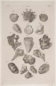 Planche met schelpen. Planche 2. door Franz Michael Regenfus