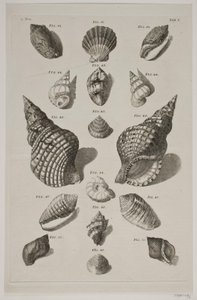 Planche met schelpen. Planche 5. door Franz Michael Regenfus