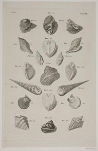 Planche met schelpen. Planche 9. door Franz Michael Regenfus