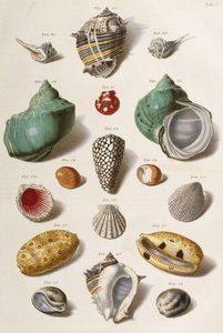 Verschillende schelpen