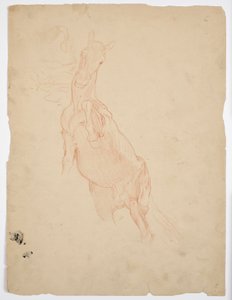 Studies van een stijgend paard