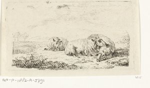 Drie schapen liggend in het gras