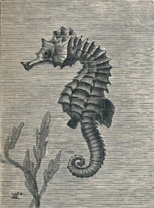 Het zeepaard, onvermomd, rustig zwemmend, ca. 1900-1910 door Fred Enock