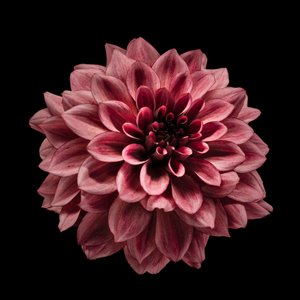 Rijke bordeauxrode dahlia door Fred Louwen