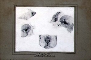 Studies van de Hond van de Kunstenaar
