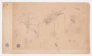 Een Groep van Dertien Botanische Studies uit Colombia of Ecuador