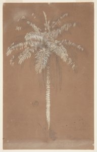 Abaye Palm, Mt. Salus, Jamaica