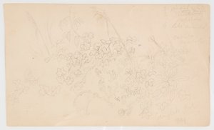 Botanische schetsen