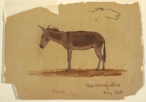 Tekening, Een ezel, Baranquilla, Colombia, mei 1853 door Frederic Edwin Church