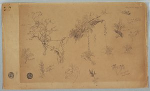 Tekening, Een groep van dertien botanische studies uit Colombia of Ecuador, 1853
