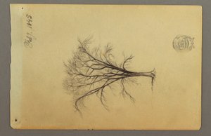 Tekening, Een boom zonder bladeren, februari 1845