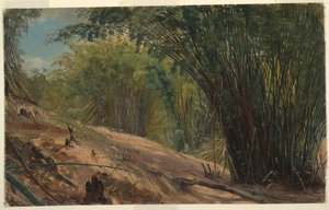 Tekening, Bamboegaard, Jamaica, 1865 door Frederic Edwin Church