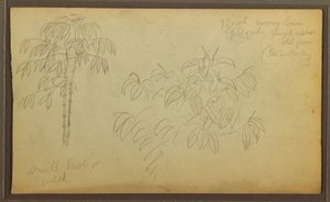 Tekening, Botanische schetsen, 1857