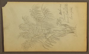 Tekening, Botanische schetsen, 1857