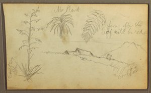 Tekening, Botanische schetsen, 1857 door Frederic Edwin Church