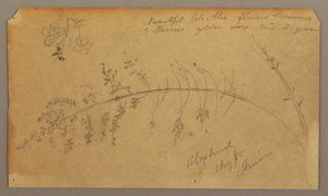 Tekening, Botanische schetsen, augustus 1865