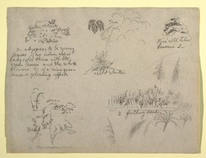Tekening, Botanische schetsen, Colombia, 1853 door Frederic Edwin Church