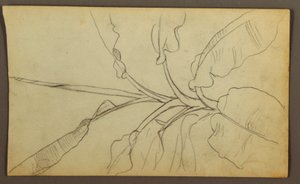 Tekening, Botanische Schetsen, Ecuador, of Colombia; Verso: Botanische Schetsen, 1857 door Frederic Edwin Church