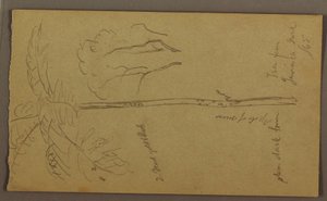 Tekening, Botanische schetsen, juni 1865