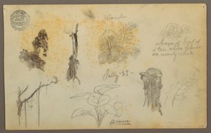 Tekening, Botanische schetsen uit Colombia: Bamboebomen, stammen en details, juli 1853