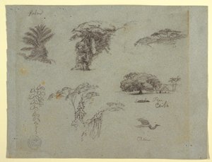 Tekening, Botanische schetsen uit Zuid-Amerika: een palm, boomgroepen, hangende twijgen, een grote boom naast een huis en een vliegende kraanvogel, 1853, waarschijnlijk mei door Frederic Edwin Church