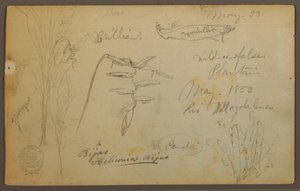 Tekening, Botanische schetsen van de Rio Magalena, Colombia, mei 1853