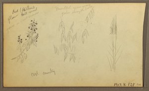 Tekening, Botanische Schetsen, huis; botanische schetsen, 1857 door Frederic Edwin Church