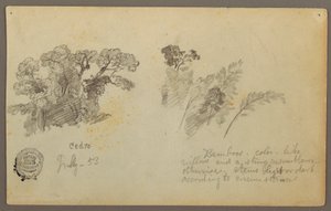 Tekening, Botanische studies van Columbia, juli 1853