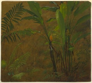 Tekening, Botanische studies uit Jamaica, West-Indië, juni 1887