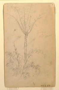 Tekening, Botanische studies van boom, mei-juni 1857