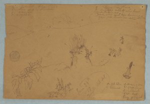 Tekening. Botanische en Wolkenschetsen nabij Quito, Ecuador door Frederic Edwin Church