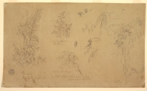 Tekening, Botanische schetsen, "bij Jorje", 23 juli 1857 door Frederic Edwin Church