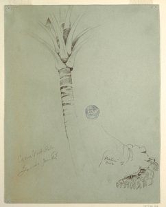 Tekening, Kokospalm, Jamaica, juni 1865 door Frederic Edwin Church