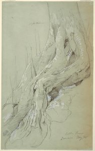 Tekening, Wortels van een katoenboom op een helling, Jamaica, mei 1865